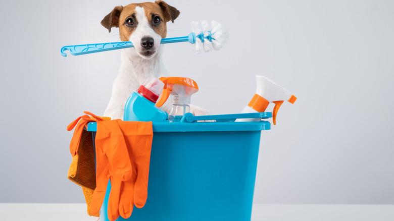 a dog with its front paws resting on a bucket of cleaning supplies, holding a scrub brush in its mouth