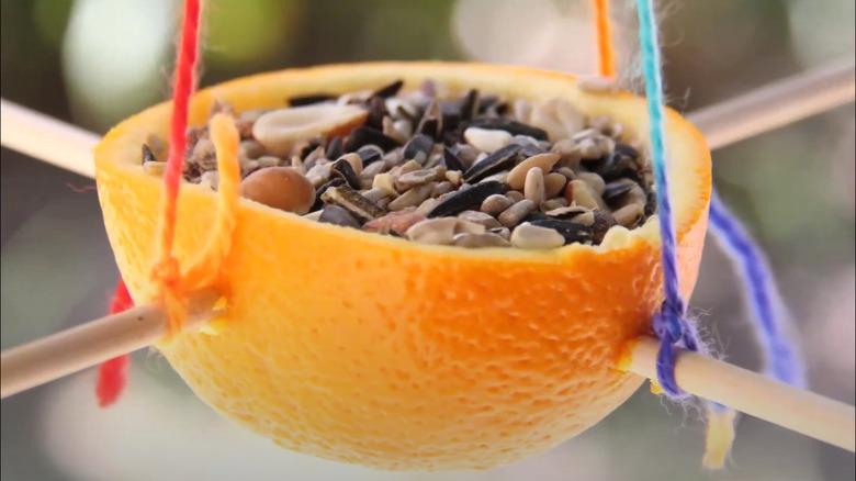 DIY Orange peel bird feeder