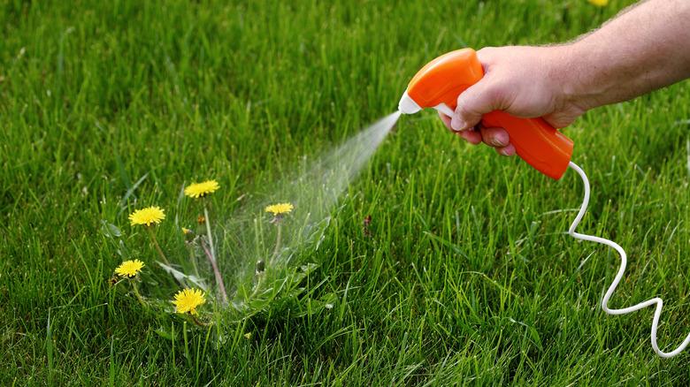 A hand spraying weedkiller on a dandelion cluster.