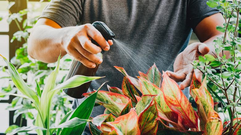 Person spraying liquid on outdoor plant