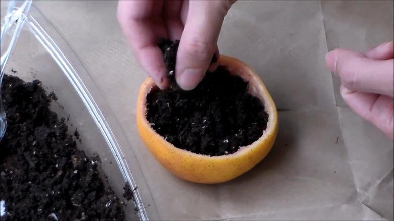 person filling hollowed out orange peel with soil and seeds