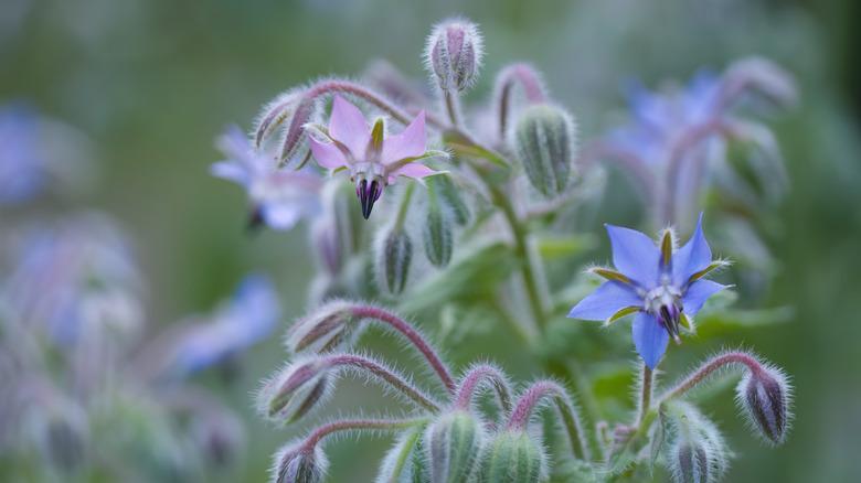 close-up of a borage flower