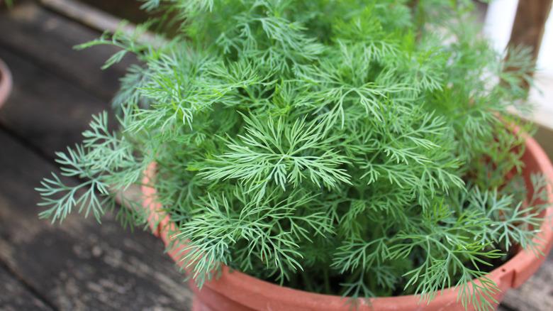 Growing organic fresh dill in a pot on a deck