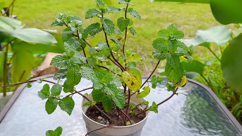 Mint growing in a pot on a glass table