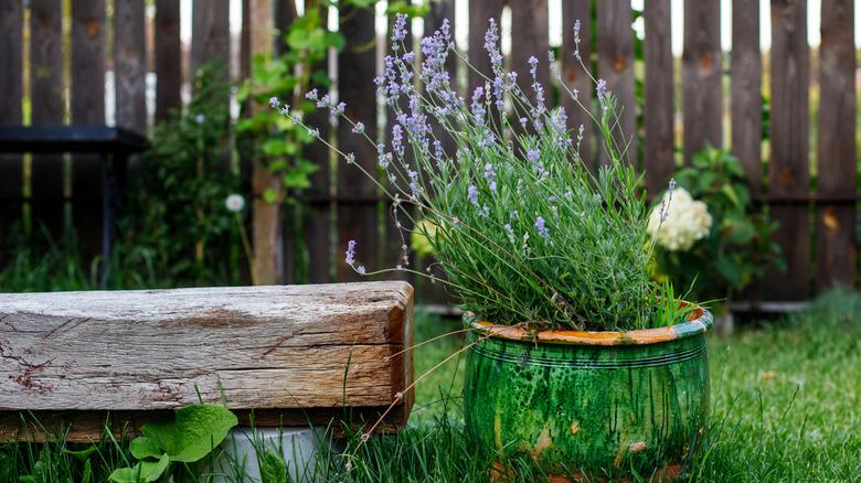 Lavender growing in a pot in the garden