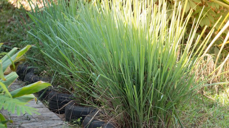 Lemongrass growing in old tires, planted separately