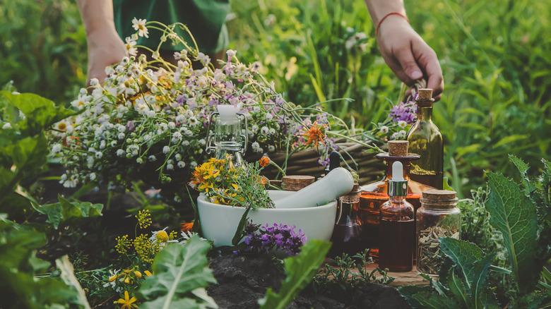 Herbs gathered on table in garden with mortar and pestle, bottles of oils