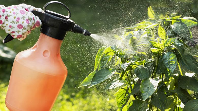 a gloved hand spraying pesticides on a plant