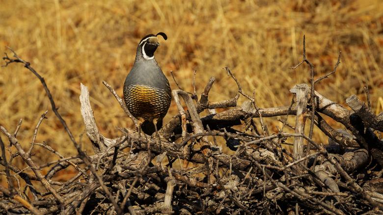 a quail standing on brush pile