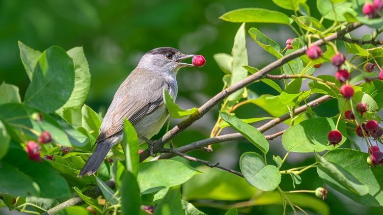 gray bird perched on a branch while eating a berry
