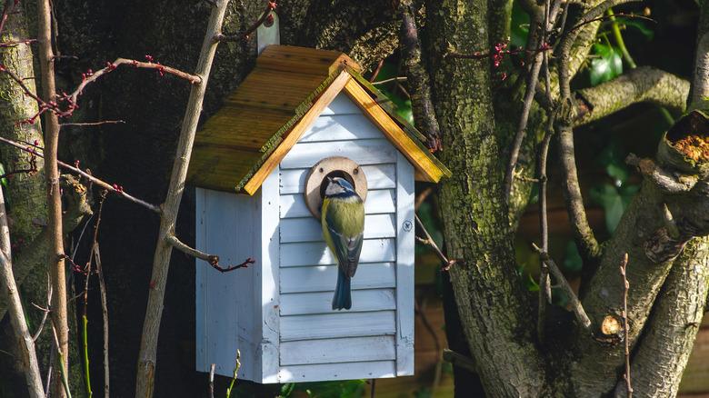 a bird near the entrance hole of a white nesting box