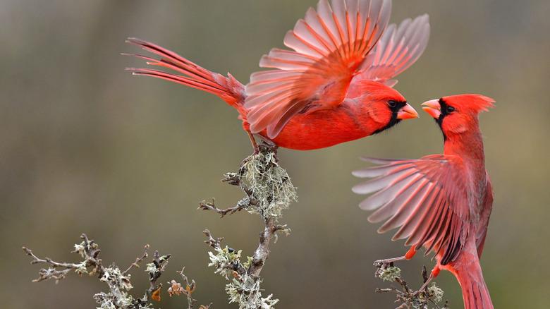 two red cardinals facing one another while standing on the ends ofbranches