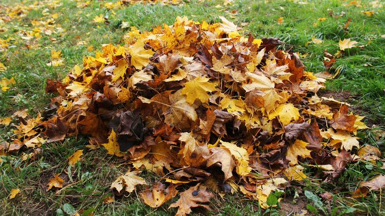 a pile of leaf litter in the yard