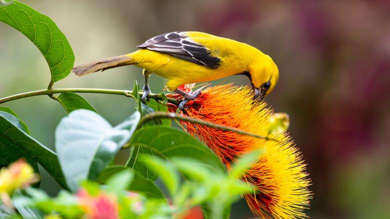 bright yellow oriole sipping nectar from orange and yellow flower
