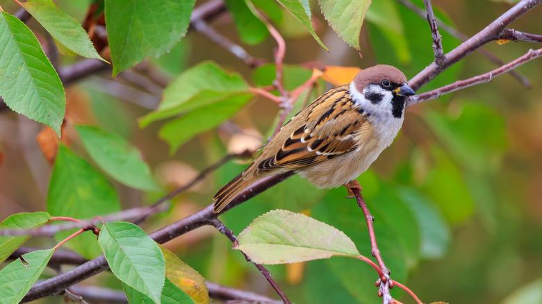 a bird perched on a small stem