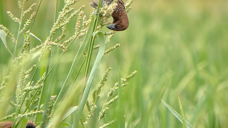 a brown bird's feet wrapped around grass while eating seeds
