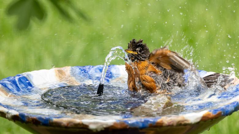 a bird splashing in a bird bath fountain water