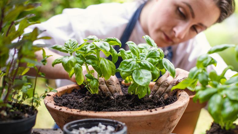 Woman planting basil in a container
