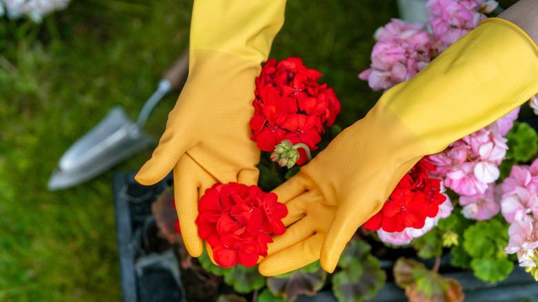Red geraniums held by yellow gloved hands