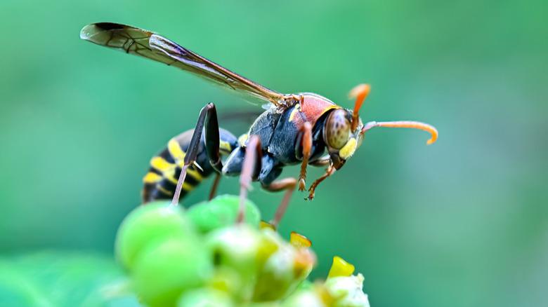 Close-up of a paper wasp on a plant