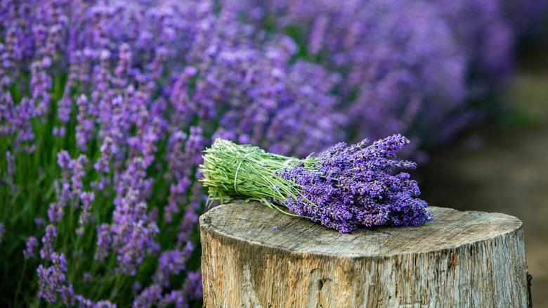 Bunch of lavender on a tree stump with lavender field in background
