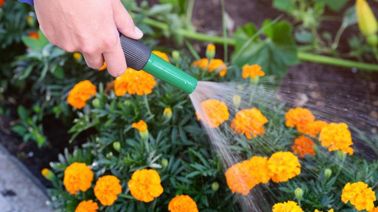A hand watering marigolds in garden