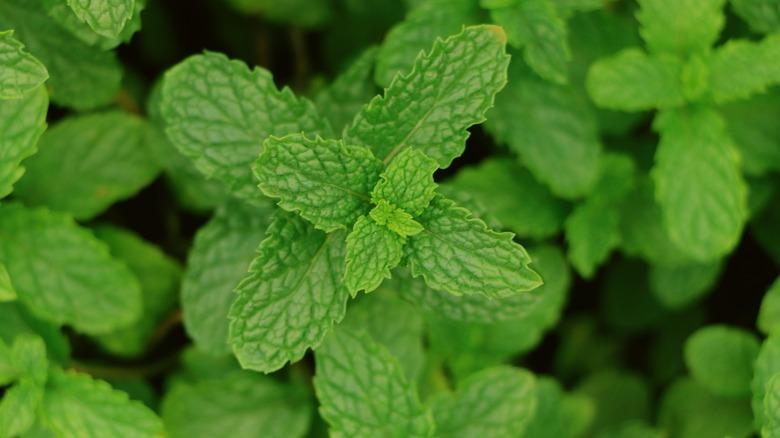Mint leaves close up