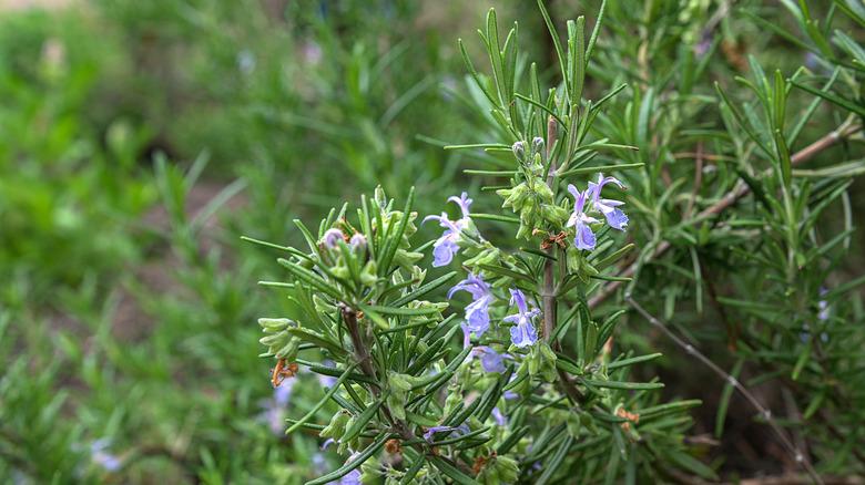 Flowering rosemary plant