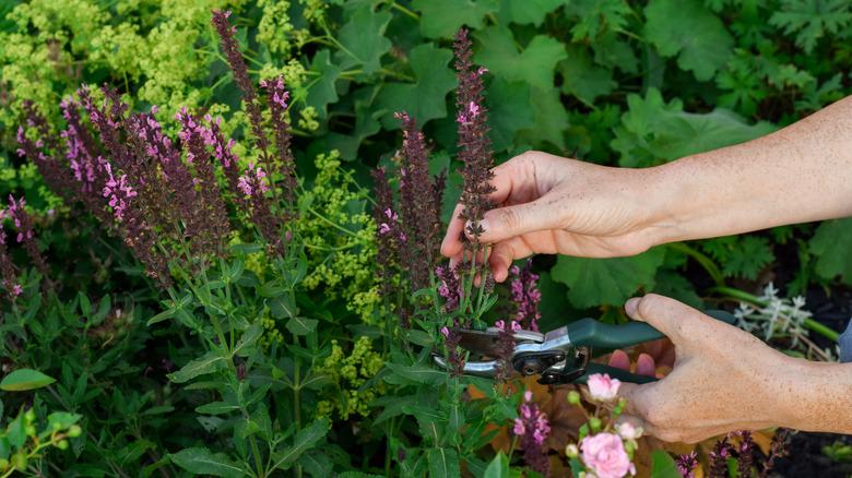 Person pruning sage plants in garden