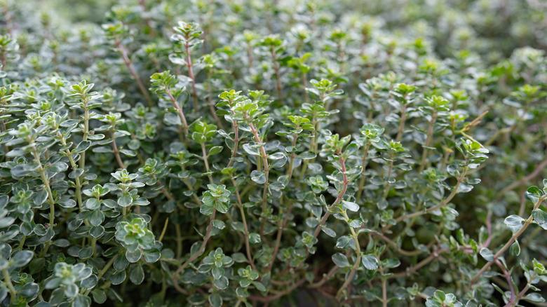 Thyme plants in a garden