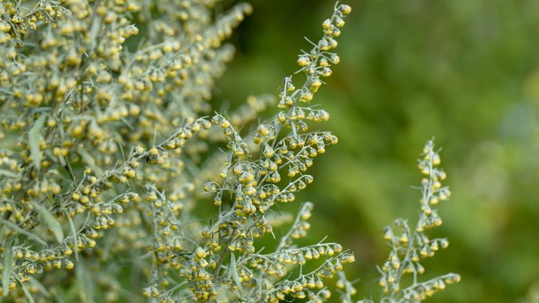 Flowering wormwood plant