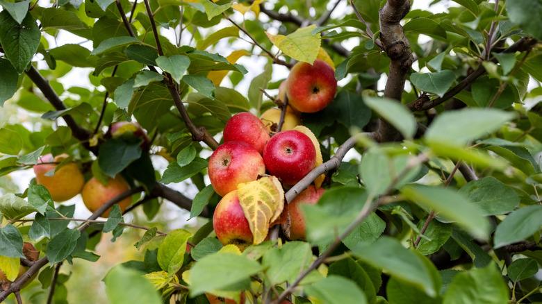 Red apples growing on a tree
