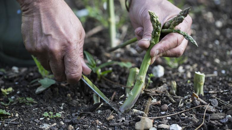 Person harvesting asparagus