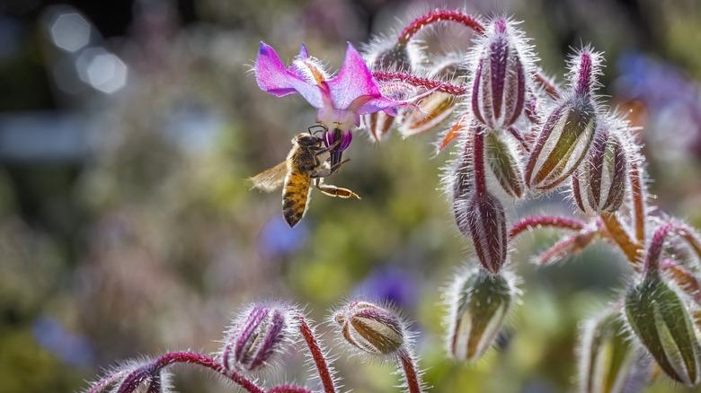 Borage flowers being visited by a bee