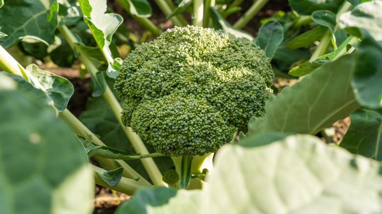 Broccoli plant ready to be harvested