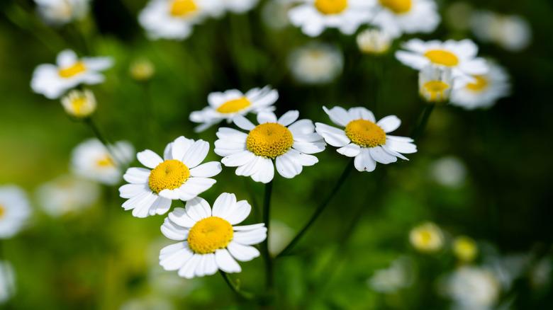 Chamomile flowers blooming in a garden