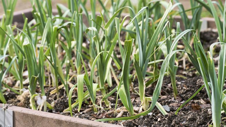 Garlic plants sprouting from a planter
