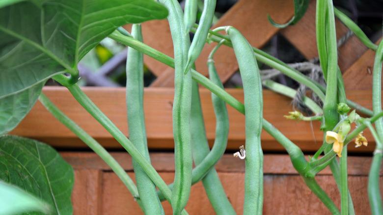 French green beans hanging from plant in a garden