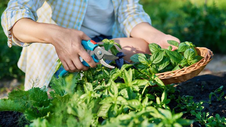 Person harvesting basil plants in a basket with plant shears