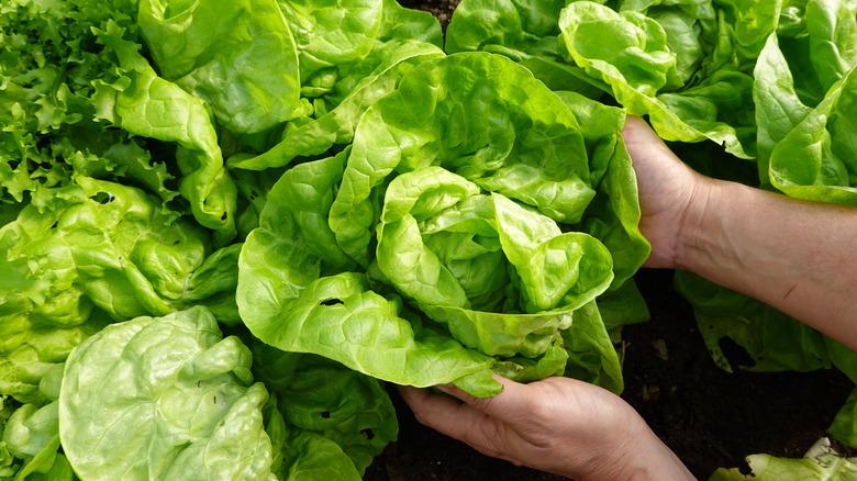 Farmer harvesting lettuce