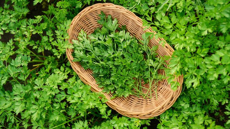 basket of freshly picked parsley in bed of parsley plants