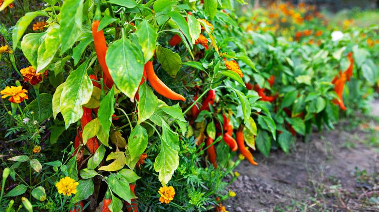 Chili peppers growing in a garden