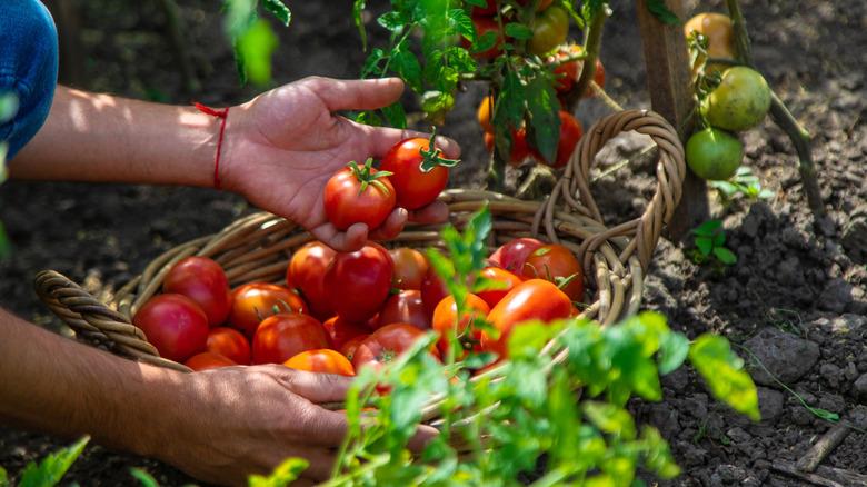 A farmer harvests ripe tomatoes