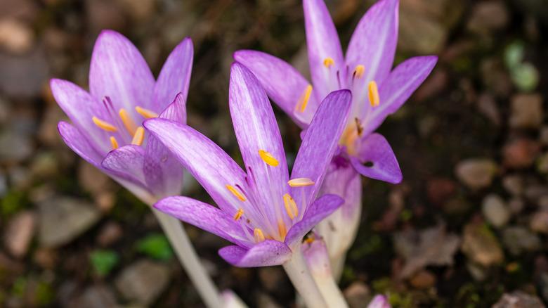 autumn crocuses in bloom