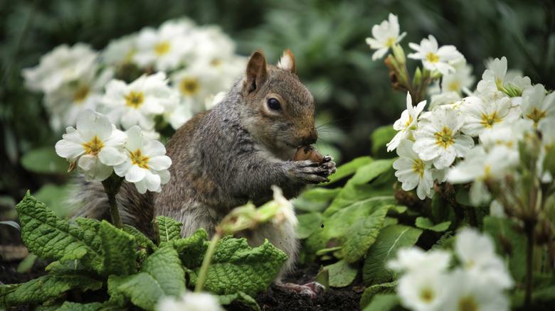 Squirrel munches on a nut among flowers