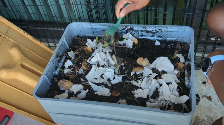 A hand raking through compost with shredded bits of old egg carton.