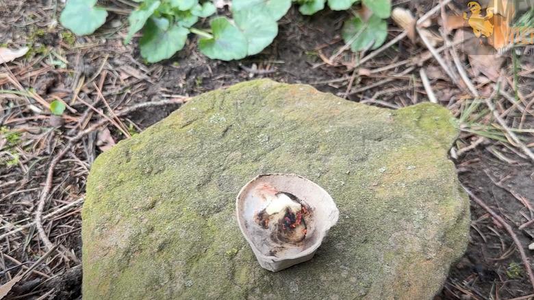 A fire starter made from an egg carton, cotton, and candle wax.