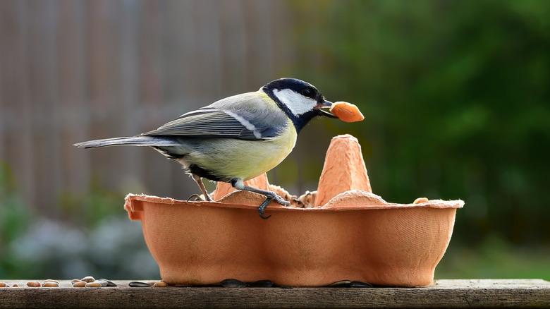 A bird perches on a bird feeder made from egg cartons with a seed in its beak.