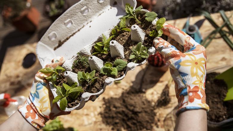 A pair of gloved hands holding an egg carton with a dozen seedlings started in it.