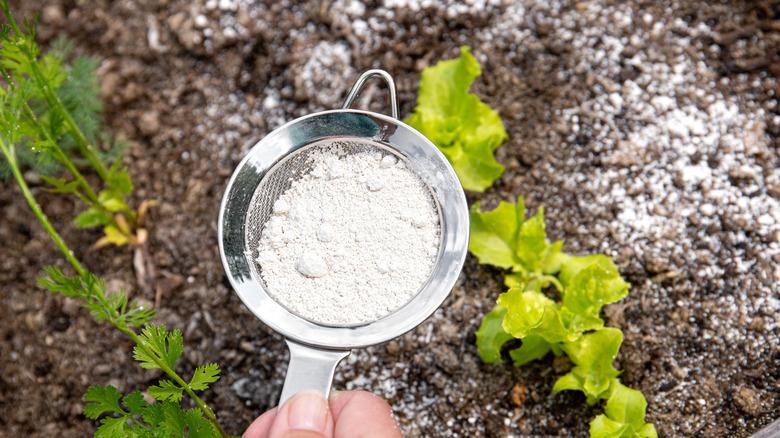Sprinkling white powder over garden bed